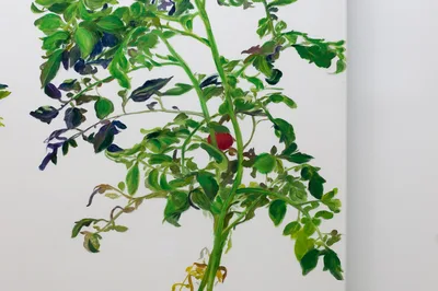 20150226 Alex Fischer Vii 林建 Lin Jian detail 01.jpg